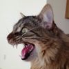 zn_profile.jpg