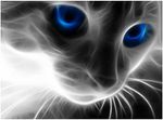 Blue Eyes.jpg