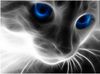Blue Eyes.jpg