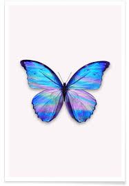 2 butterflies.jpg