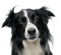 Border Collie Transparent Small.png