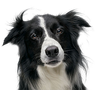 Border Collie Transparent Small.png