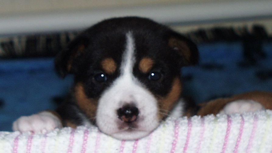elvis-020205.jpg