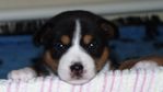 elvis-020205.jpg