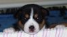 elvis-020205.jpg
