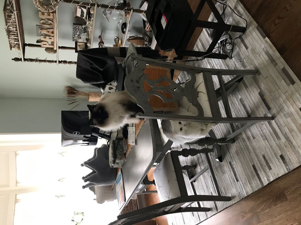 Office Kitties.jpg
