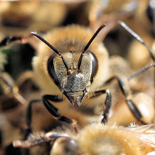Honey_Bee Face.jpg