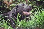 03 - buddy Jungle dog - 1.jpg