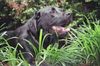 03 - buddy Jungle dog - 1.jpg