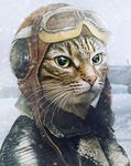 Cat pilot.jpg