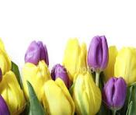 tulips.png