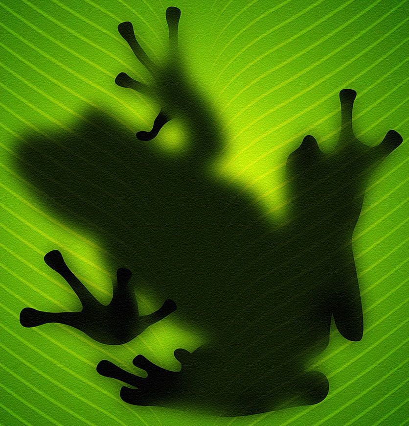 Frog.jpg
