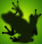 Frog.jpg