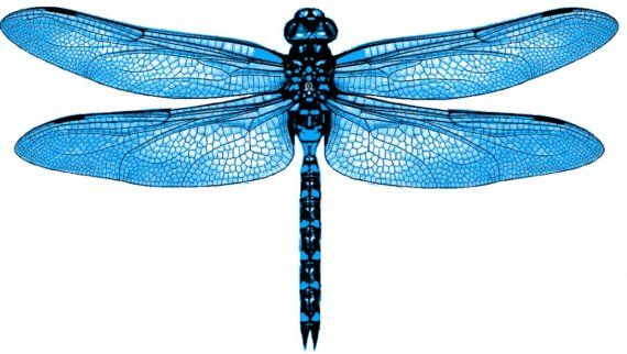 blue dragonfly.jpg