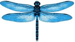 blue dragonfly.jpg