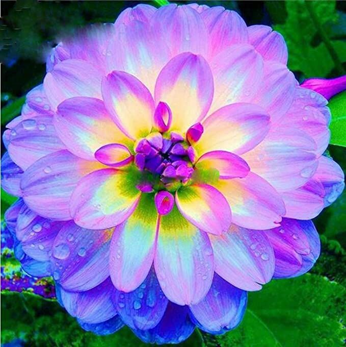 Purple flowers.jpg