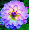Purple flowers.jpg