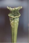 Pitcher Plant Sarracenia flava.jpg