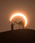 camel-and-moon.jpeg