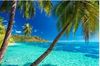 beach & palm trees.jpg