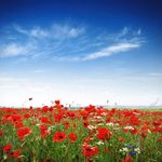 poppies-on-a-bright-sunny-day-alxpin.jpg