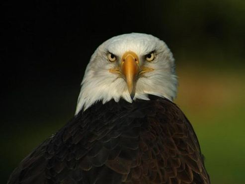 eagle.jpg