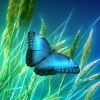 Butterfly 002, 100x100.jpg