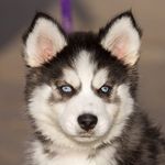 Huskypup