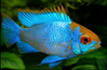 gold face electric blue ram.PNG