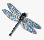 dragonfly.png