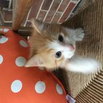 Profil (dpvols)