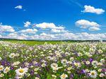 field of flowers.jpg