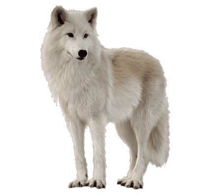 siberian-husky.PNG