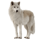 siberian-husky.PNG