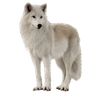 siberian-husky.PNG