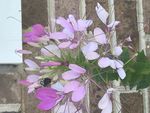 cleome.JPG