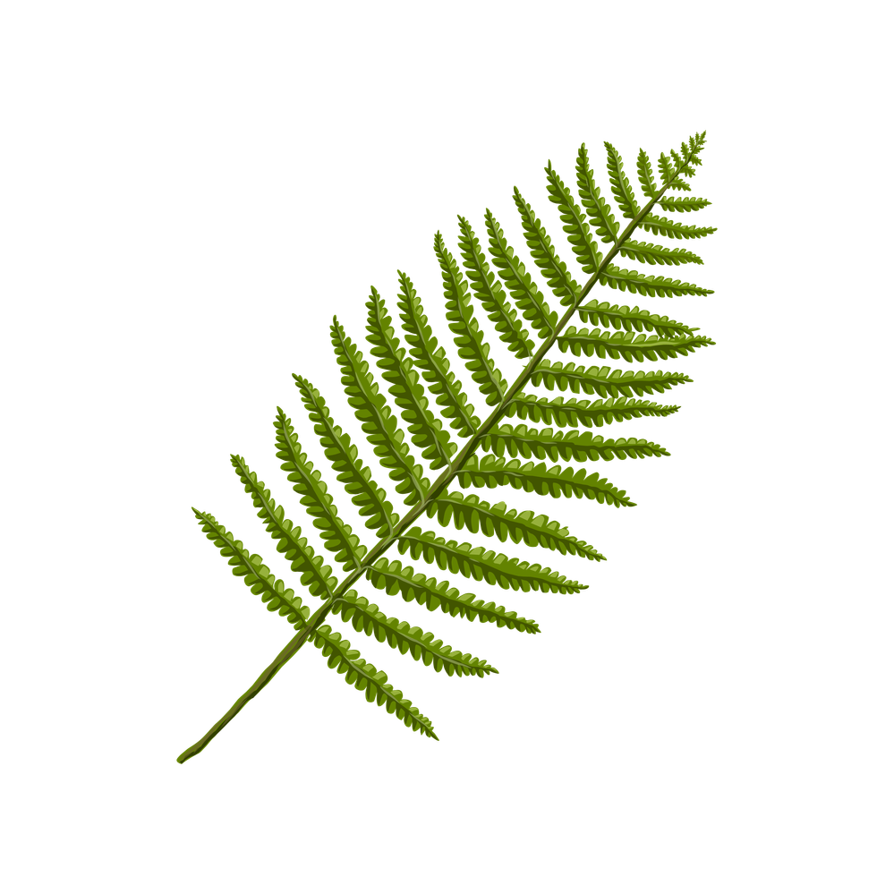 fern-clip1.png