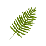 fern-clip1.png