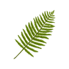 fern-clip1.png