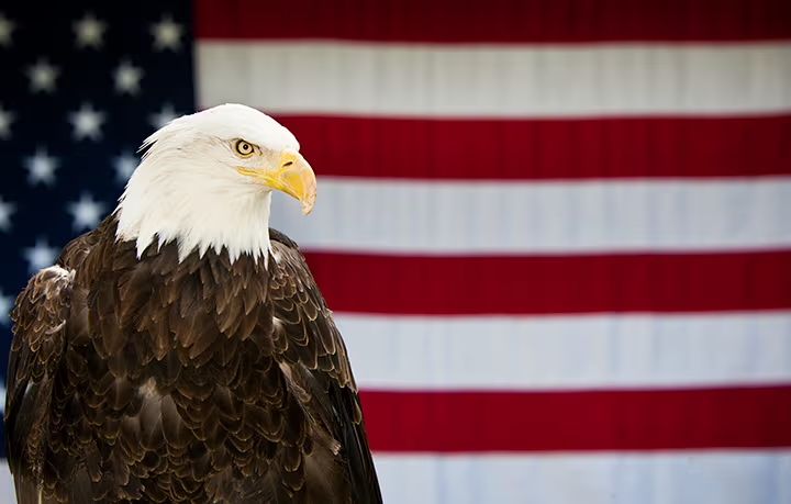 ask-bald-eagle-iStock_000017215186Large.jpeg