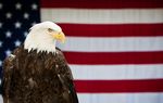 ask-bald-eagle-iStock_000017215186Large.jpeg