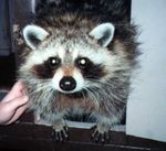 Profil (RaccoonDad)