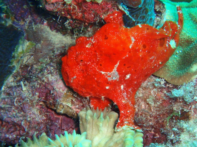 frogfish-red.jpg