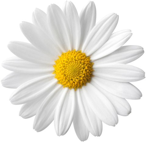 pngkey.com-daisy-png-7150.png