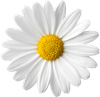 pngkey.com-daisy-png-7150.png