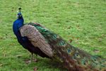 peacock-on-lawn.jpg.860x0_q70_crop-scale.jpg