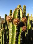 d609b8faf61eca4ff341d17e49e6ce4f--cactus-names-happy-hour.jpg